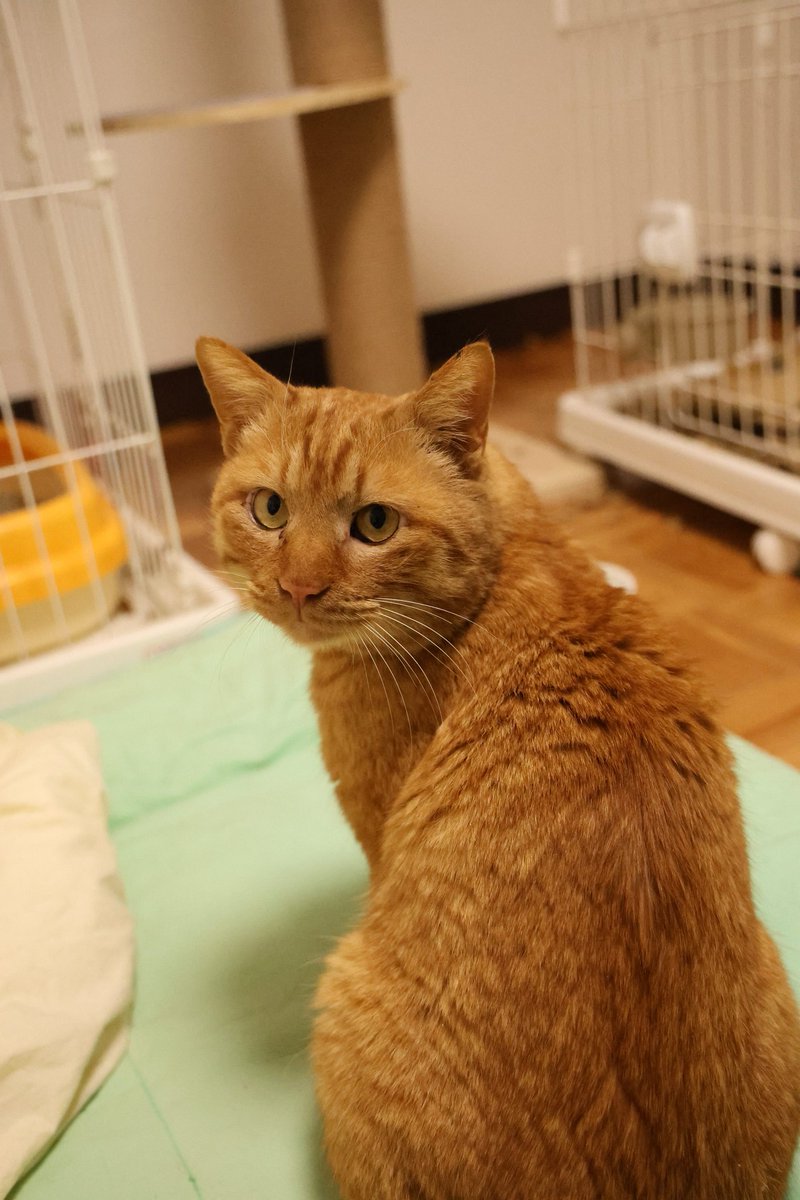 食べちゃう　(茶虎) 食べちゃう (茶虎) 食べちゃう (茶虎) 食べちゃう (茶虎) 茶虎