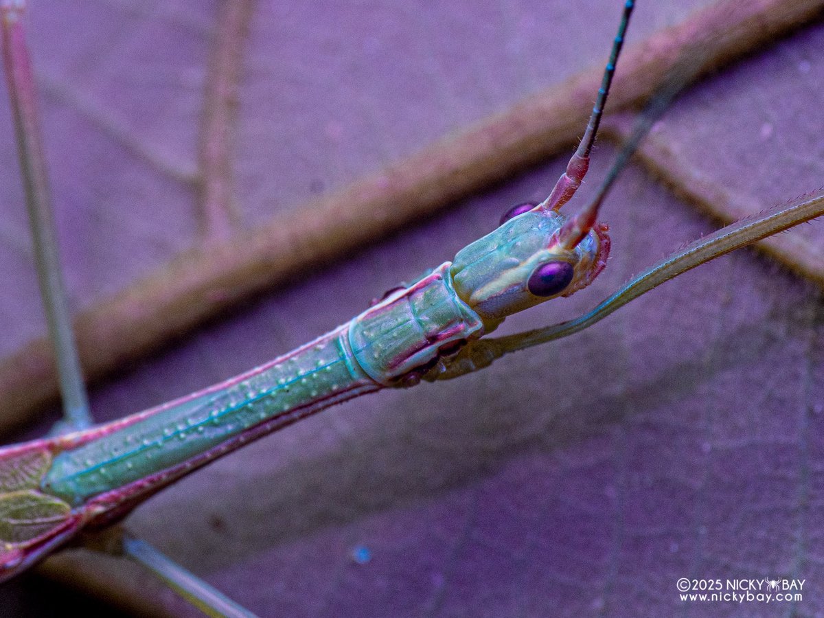 Nicky Bay tweet media