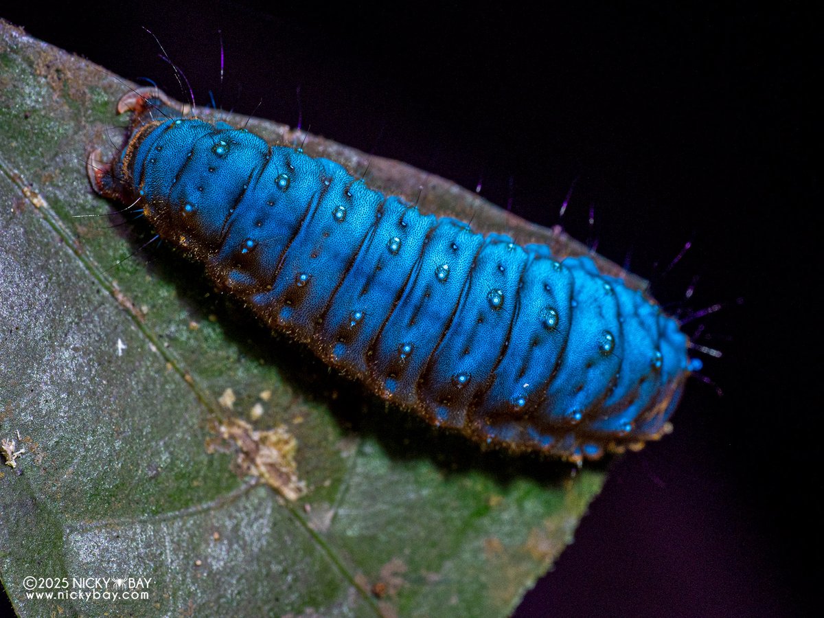 Nicky Bay tweet media