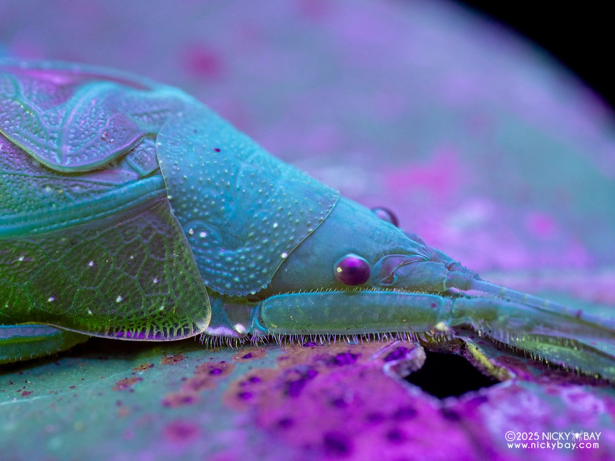 Nicky Bay tweet media