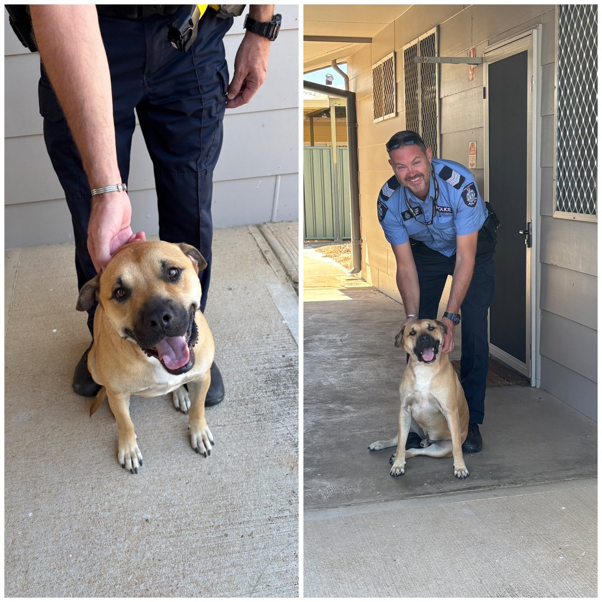 URGENT 🚨 
Does anyone know who this dog belongs to. This boy followed Sgt PEET into Beverley Police Station.
He’s not collared but well behaved and follows instructions.
If no one replies, he’ll be going to the pound today.
#fb