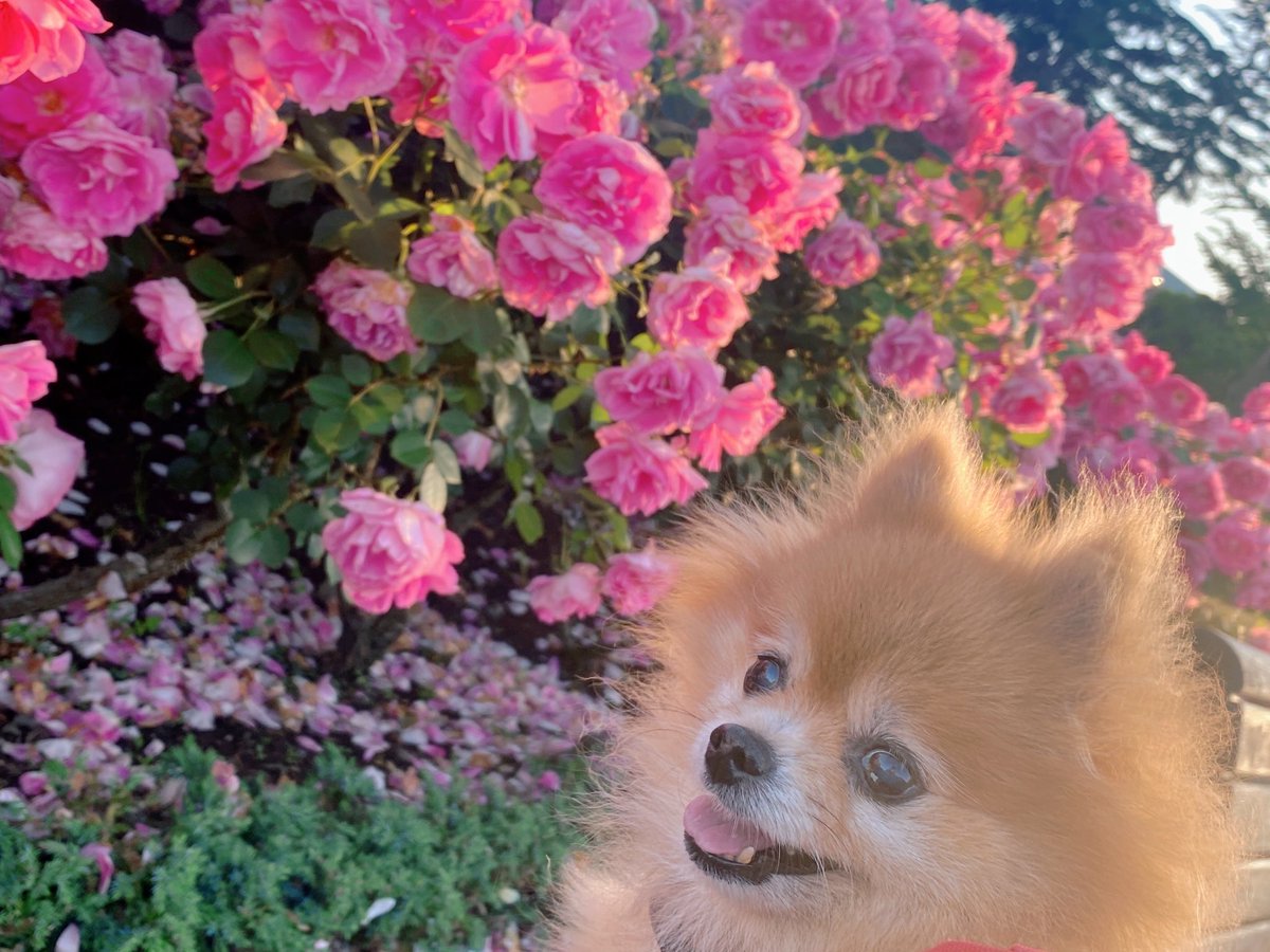 うちの長女るなちゃんが3月1日に虹の橋を渡りました🌈
あと1週間で16歳だったのになぁ〜。
一昨日までは元気だったのに、いきなり逝ってしまった。
あの時ああすれば、とかの悔いはほとんどありません。十分長生きしてくれたし、犬生楽しんでたと思う。寂しいけどね、沢山の幸せをありがとう❤️