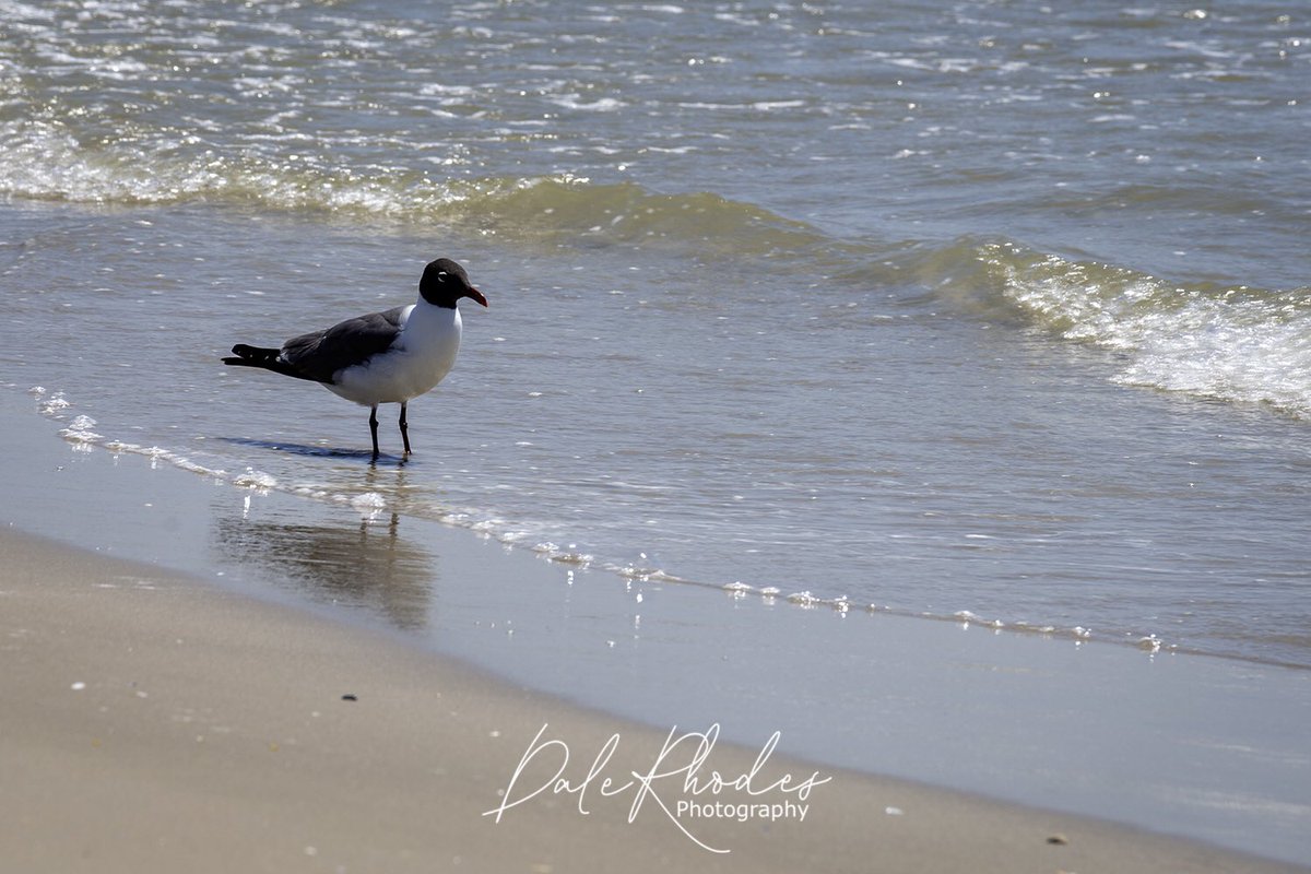DalePhotography's tweet photo. @IBNL_ND #SandySaturday https://t.co/5odNF1N0Rn