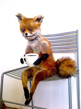 Top of the morning Foxes $STONED