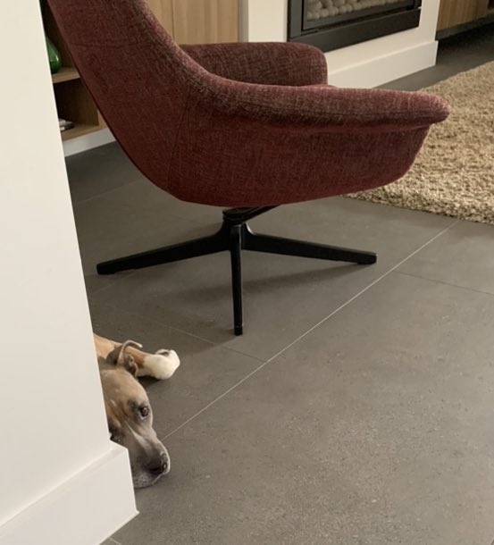 DiannaConstant2's tweet image. Keeping one eye on Mum at all times! It’s the Staffy way 🤣