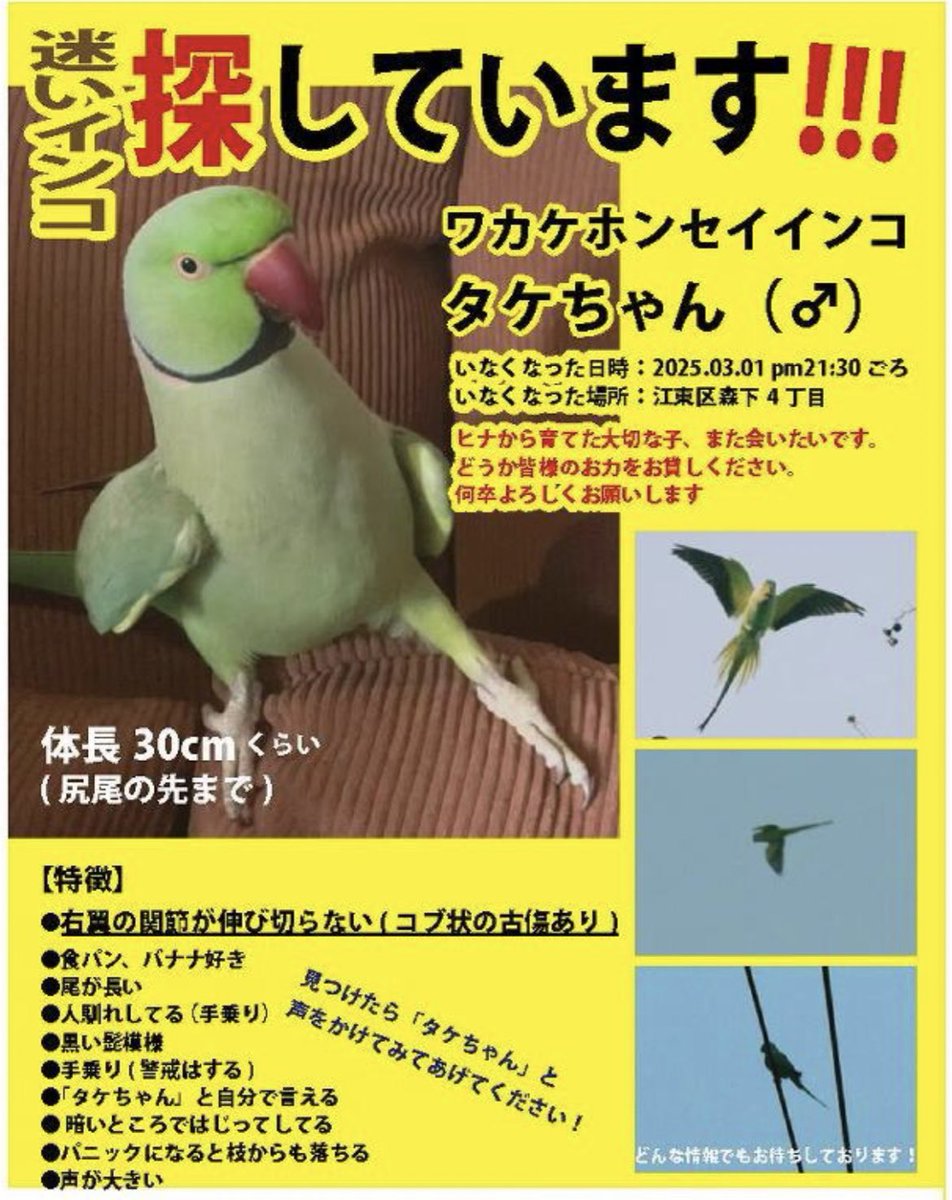 MEIOKI's tweet photo. ビラ作って撒きまくっています涙
貼れない場所が多いけど、みなさん優しい言葉をくださって救われます心。
シェアしてくださる皆様も、本当にありがとうございます。
希望すてない。

#江東区
#墨田区
#ワカケホンセイインコ
#迷い鳥
#菊川
#森下
#清澄白河 https://t.co/LJKbu0Rweg