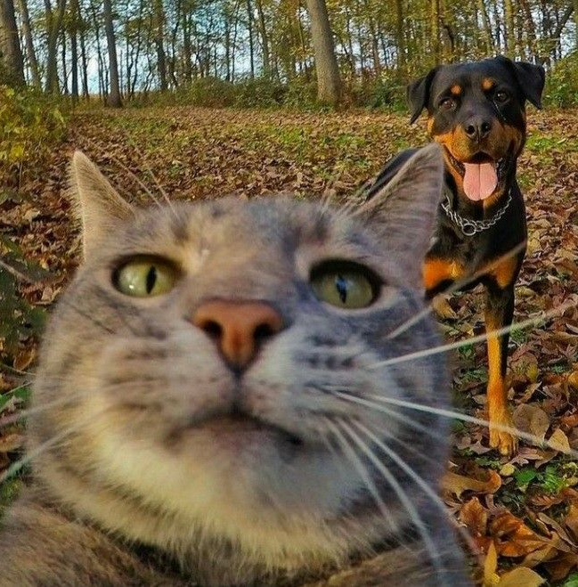 oscat :3 (@oscarpicatstri) on Twitter photo 