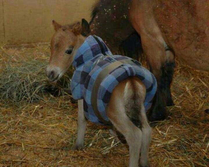 dieworkwear's tweet photo. do you support dress respectability for horses? should horses be treated the same no matter how they're dressed? https://t.co/hnsO2sUUru