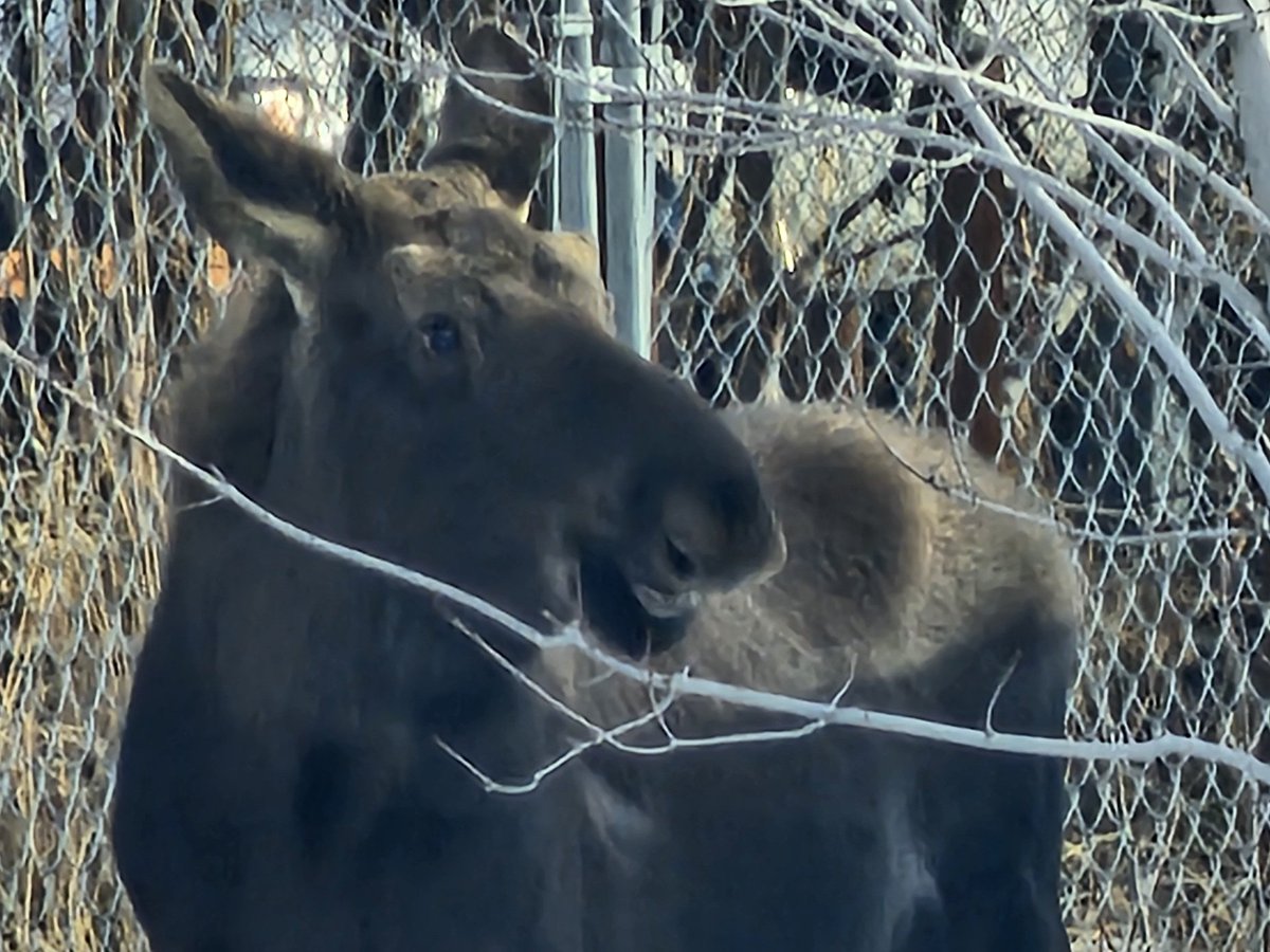 Healthy yearling. Cheezin' for the camera.
I Love Moose!