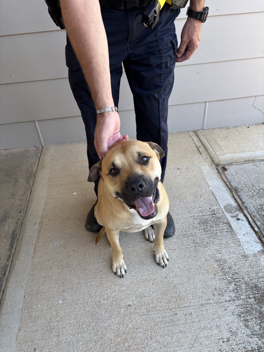 An update : 
‘Chop’ his name is … and he has been re-united to his owner in Beverley. 
#fb