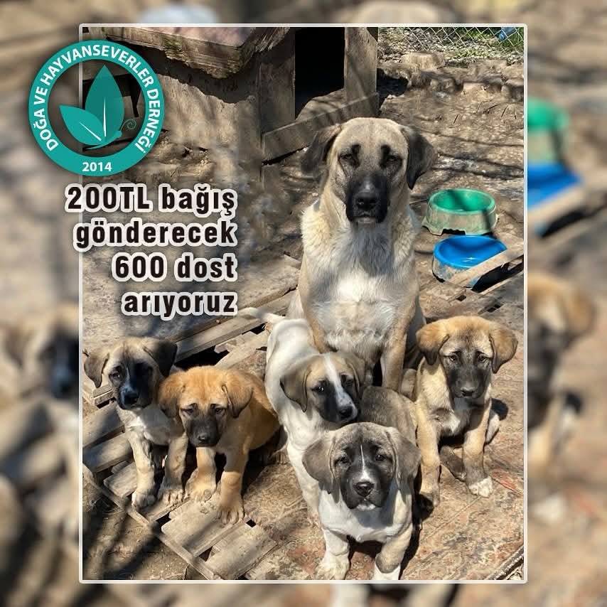 <a href="/corludohas/">DOHAS - DOĞA VE HAYVAN SEVERLER DERNEĞİ</a> yaşam Alanında  mamalarimiz bitti. 
Onların aç kalmaması için desteğe ihtiyacımiz var. 
Hedefimiz 200 paket mama!
Bir paketi 600 TL
bunu birlikte başarabiliriz🙏
Her destek,bir hayatı doyurur. Her paylaşım,bir mucizeyi büyütür.
Şimdiden tüm kalbimizle teşekkür ederiz!