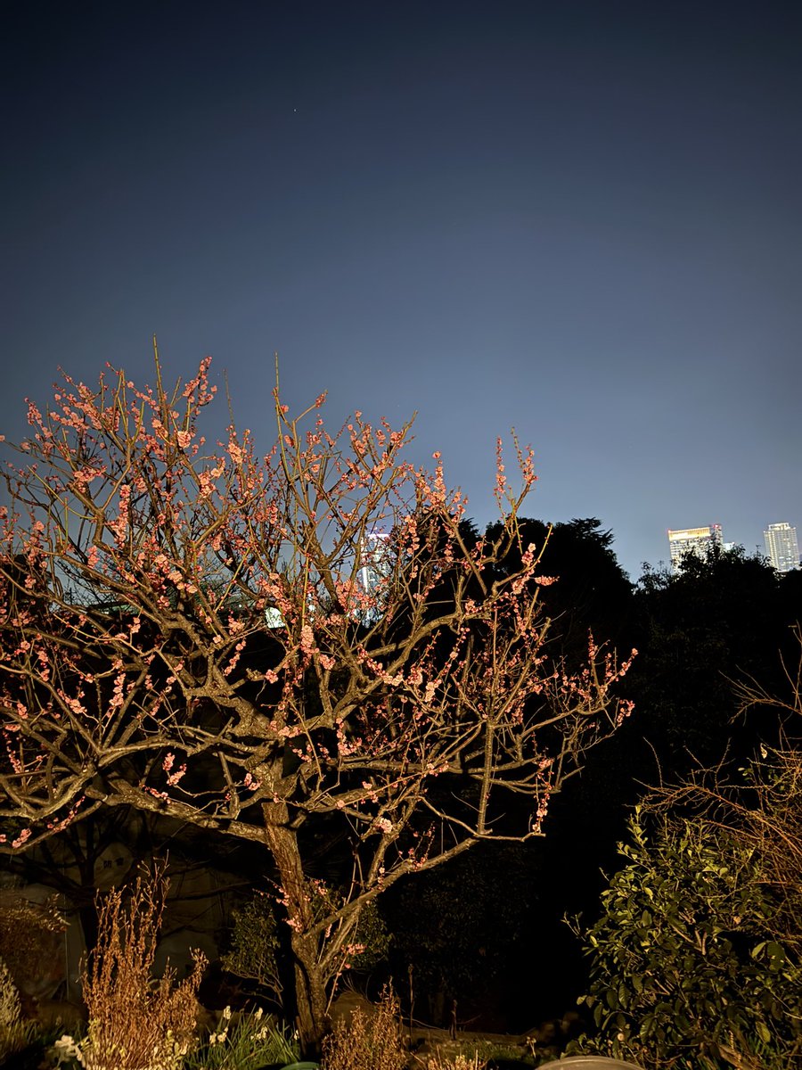 3月3日までWEBサイトにて買い付け直前＆ひな祭りセールを開催しています
期間中ポイント10％アップ＆お値打ち価格にて販売いたします
この機会に是非アンティークとのご縁をお繋ぎ下さいませ
洋館店は梅が満開で春はもうすぐです