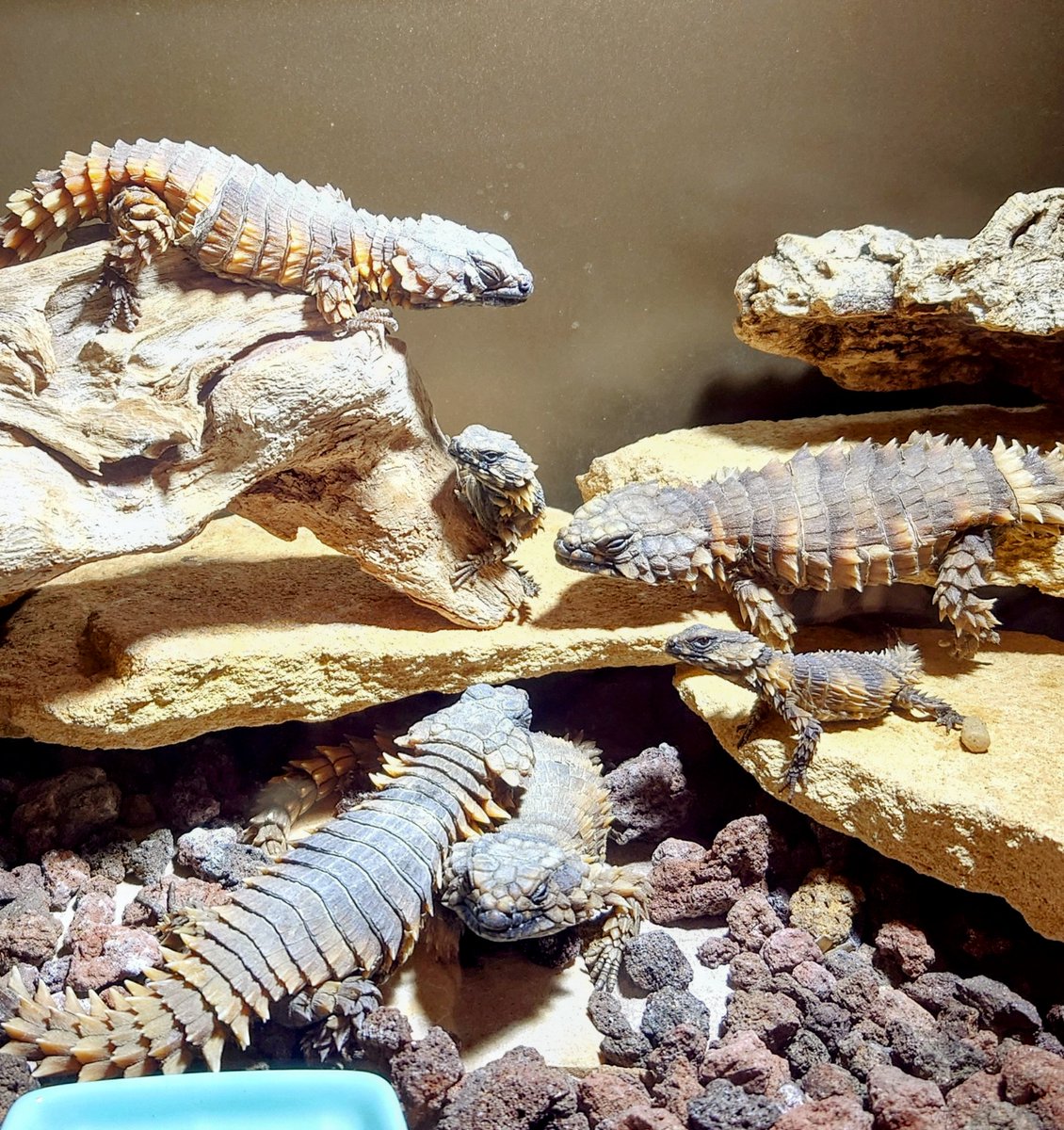 暖かい日が続いていますね。
うちの子たちは皆起きてきて、エサを食べ終わりました。大きく育って欲しいものです。温かいようで大人は目を閉じてバスキング中。子供はこっちが気になるようです。

（明日から東京はまた寒いんですよね…。

#アルマジロトカゲ