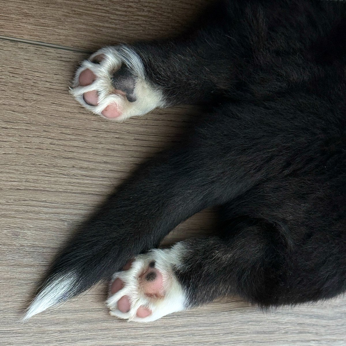 Toe Beans