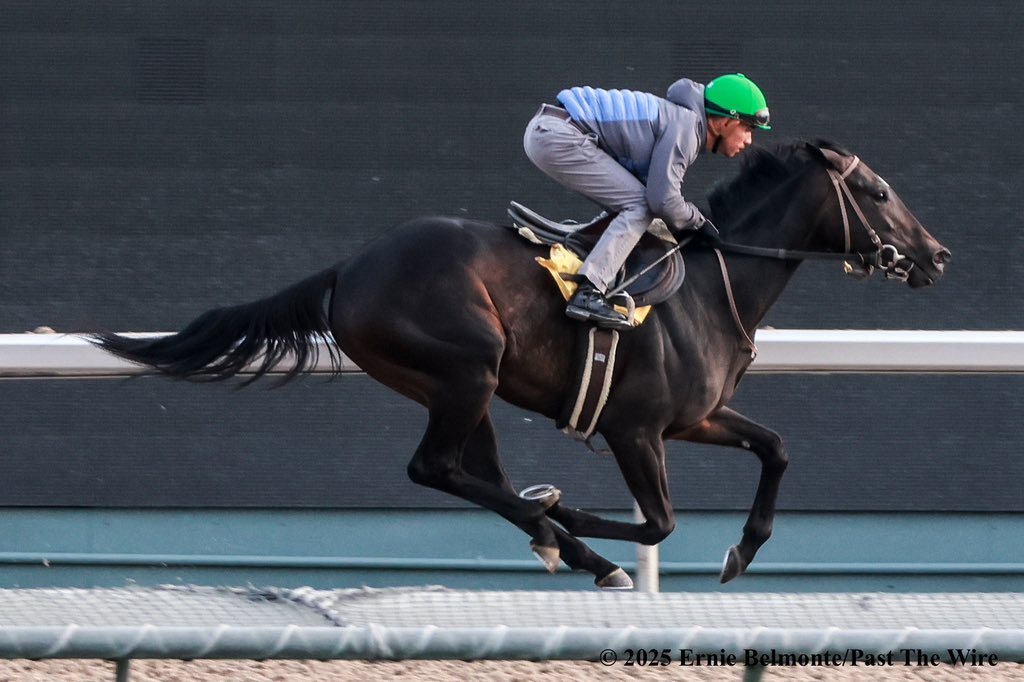 Ernie Belmonte (@erniebphoto93) on Twitter photo Sakura Blossom (4F: 47.40 H) working this morning on the training track under <a href="/JockeyHerrera/">Diego Herrera</a>. Sakura Blossom (4F: 47.40 H) working this morning on the training track under <a href="/JockeyHerrera/">Diego Herrera</a>.