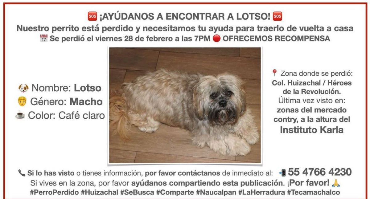 nataliaibaarraa's tweet photo. @MascotasSismo 

🚨🚨El día de ayer a las 7 pm se perdió este perro en la herradura, ayudanos a compartir esta publicación para que pueda regresar con su familia *RECOMPENSA*
porfavor ayúdenos a compartir para que no vuelva a pasar una noche más solo https://t.co/mrb9FOS5y0