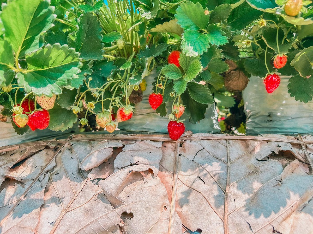 Nacarate_Offy's tweet photo. Strawberry fields forever https://t.co/Xph5rGnQdf