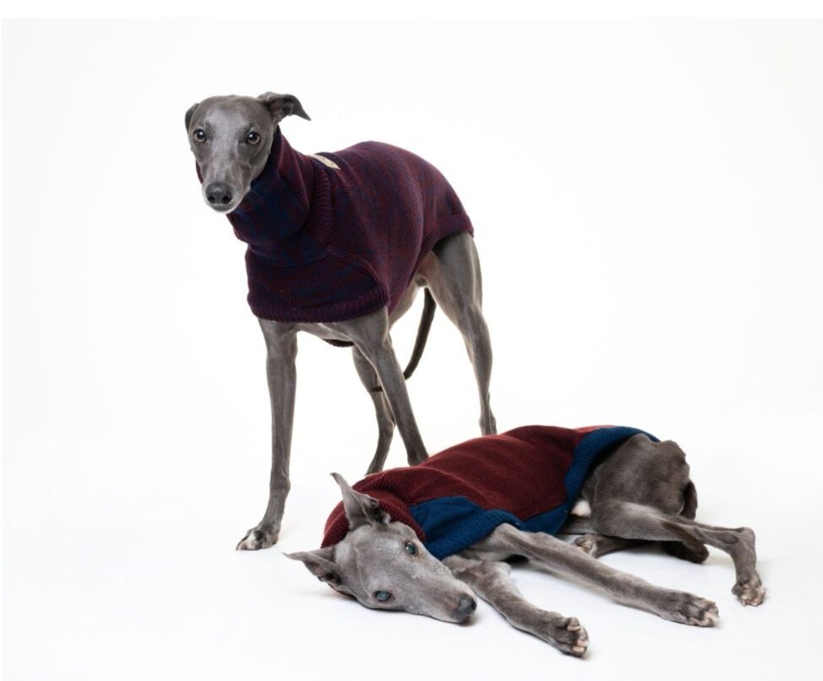 🔔Sunday Sweater Sale 🔔
🔥Just £29 including postage 🔥
We will list sizes and colours available on our Facebook page later this morning. We look forward to seeing you there
#greyhoundcoats #whippetcoats #sighthoundfashion #greytsweaters #greyhound #whippet #dogs #pets