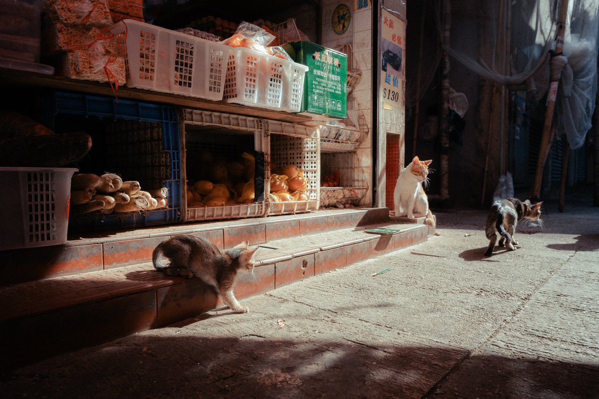 Street cats of Hong Kong
