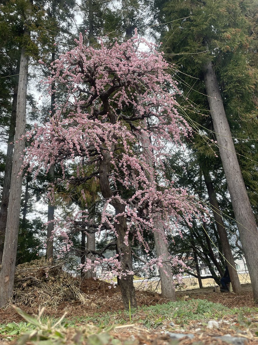 今日は井伊谷宮。