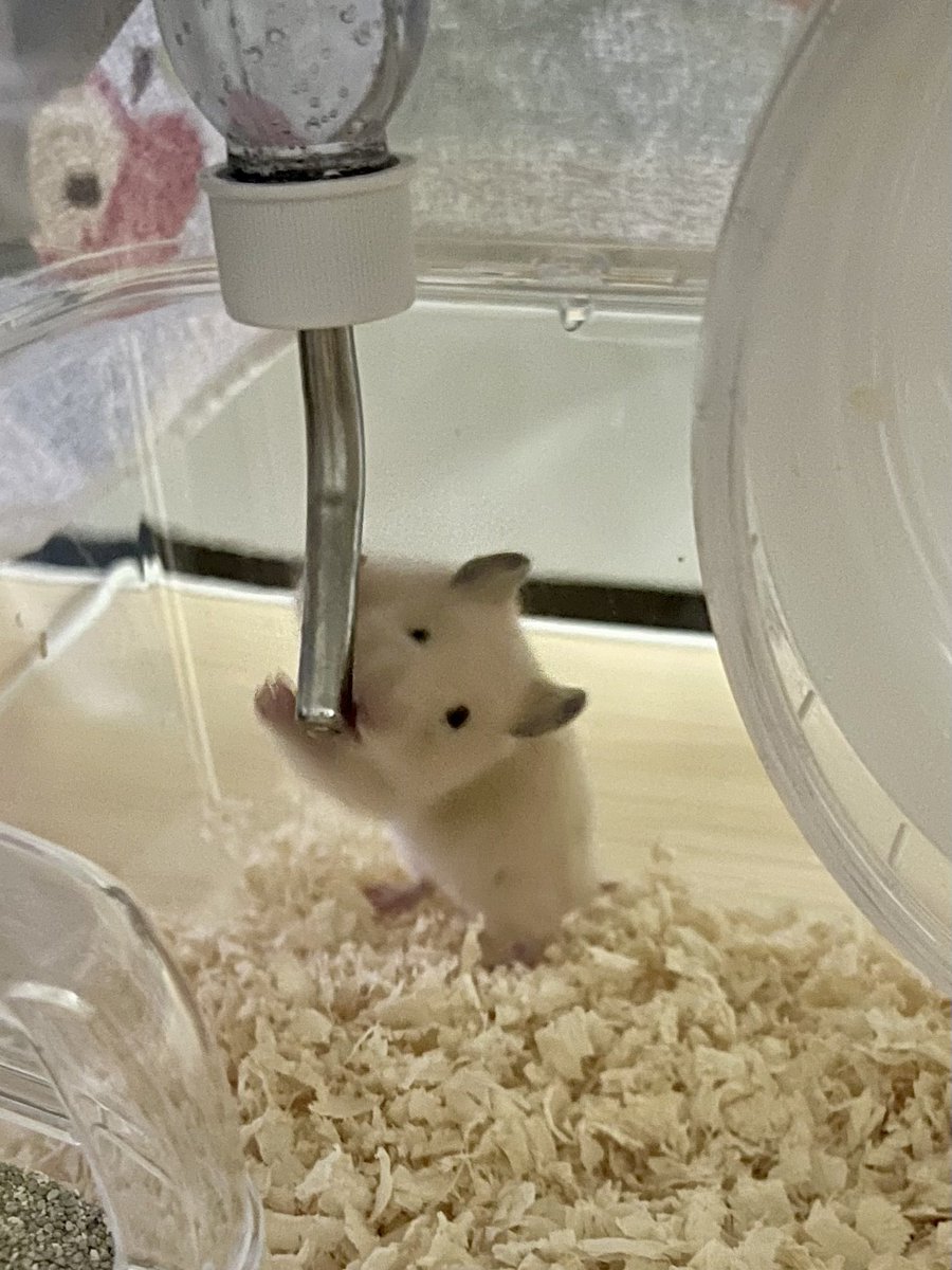 apes38_'s tweet photo. 新しい家族！
キンクマのザンギちゃん🐹ྀི
名前にインパクトあり( ᐛ )ﾍﾍｯ https://t.co/EpcL2YLRD2