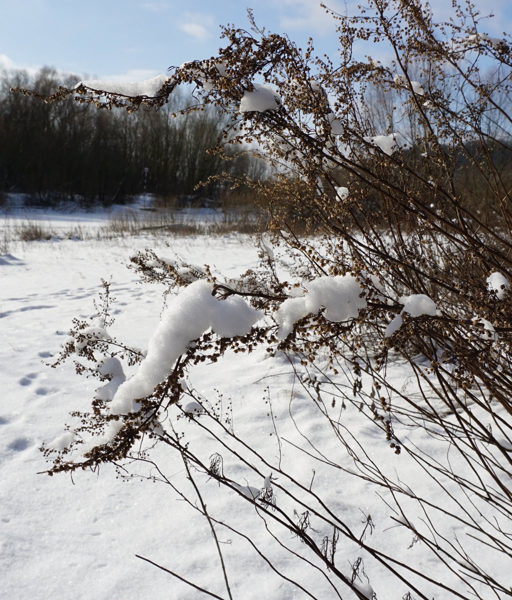 slowsquirrel's tweet image. #snowvibes