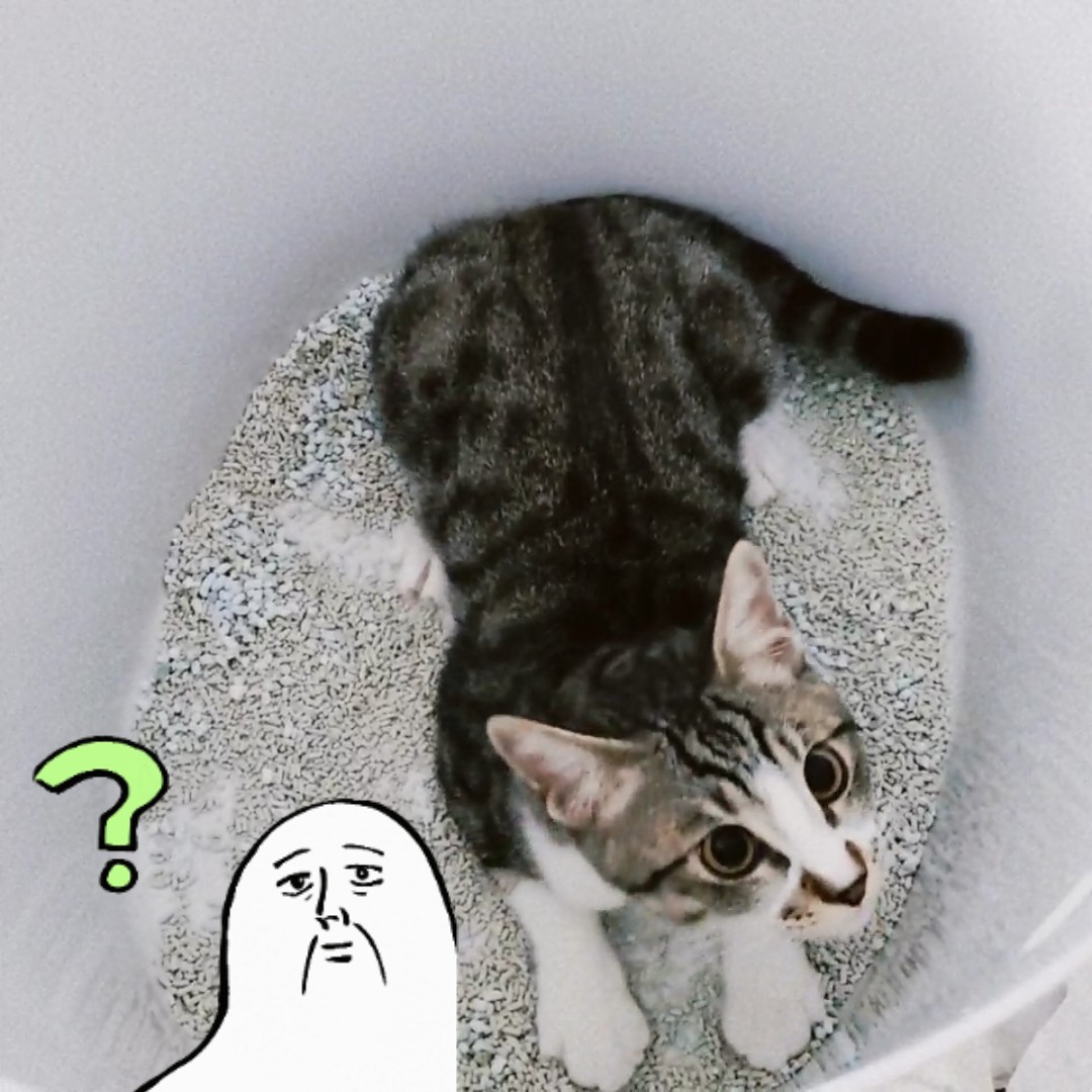 目ガンギマリになって遊んでもらえるならトイレも喜んでるよ 