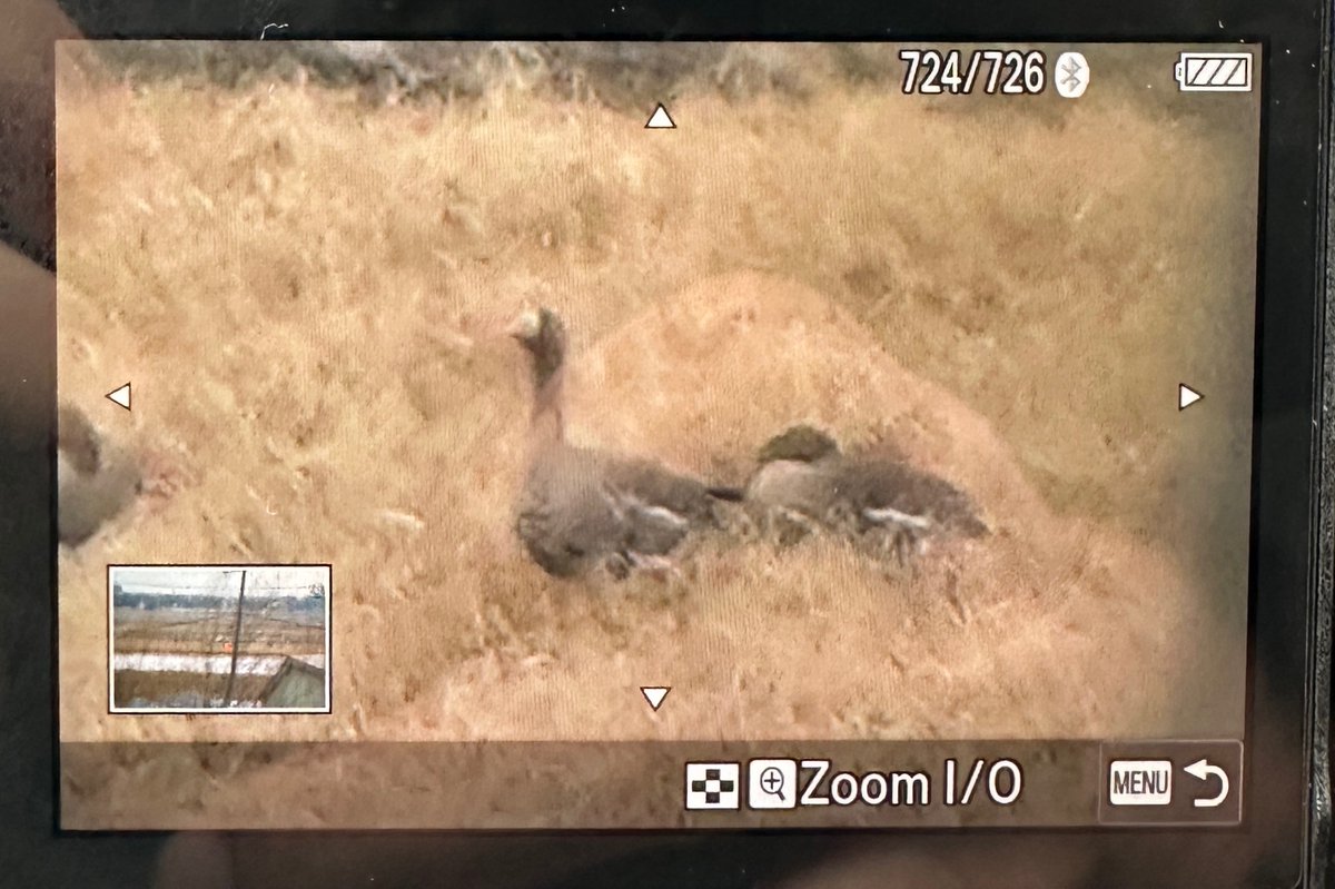 Just added another two lifer Greater White-fronted Goose &amp; Hen Harrier

#BirdingJapan #Japan2025