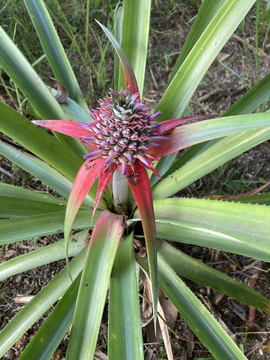 LionUnity's tweet image. Pencapaian awal tahun ini. Pineapple red express.