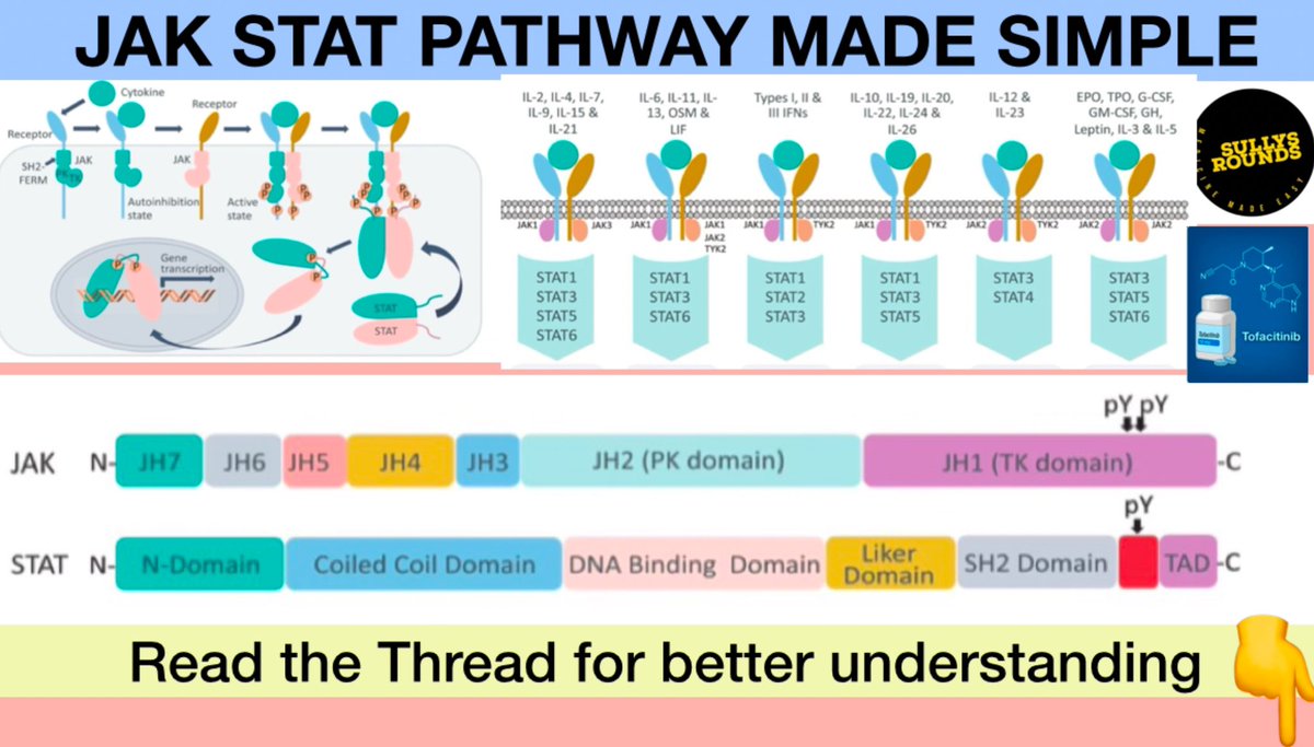 Tweet 1:

🚀 The JAK-STAT Pathway – A Key Player in Cytokine Signaling!

Did you know that &gt;40 receptors use this pathway? It’s critical for immune function, hematopoiesis, and inflammation!

Let’s break down JAKs, STATs, inhibitors &amp; their clinical impact in a simple &amp; engaging