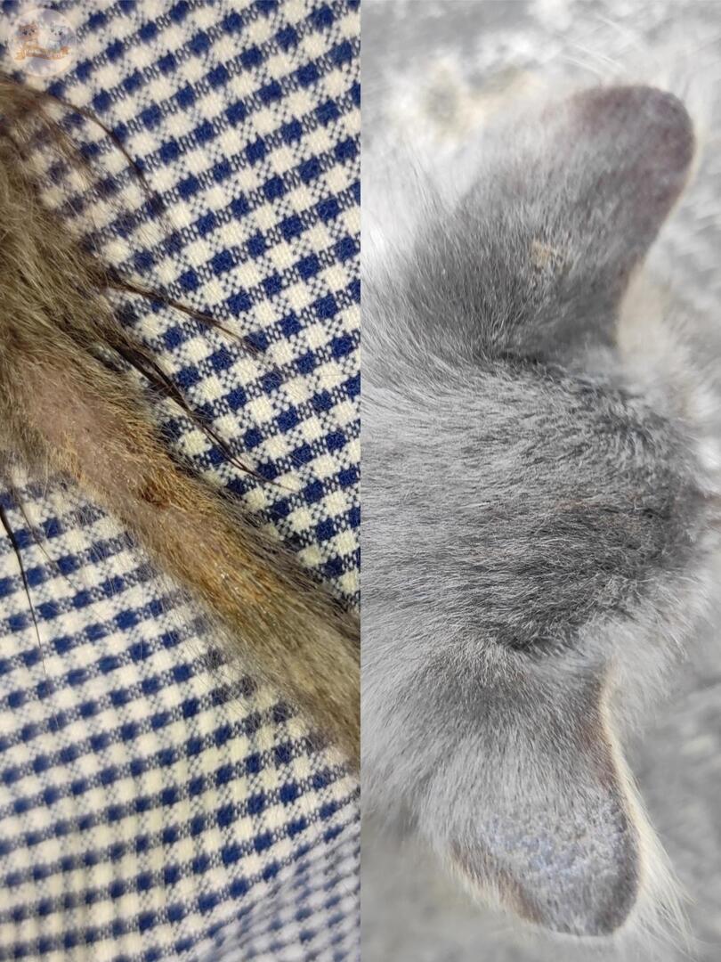 KochengFess v2 tweet media