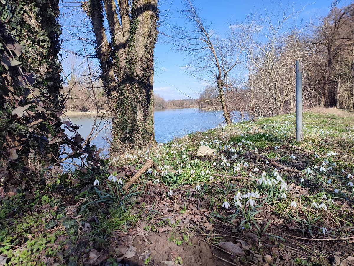 daisymccrackin's tweet photo. Here's the Drava right now https://t.co/OayGQxB6VC