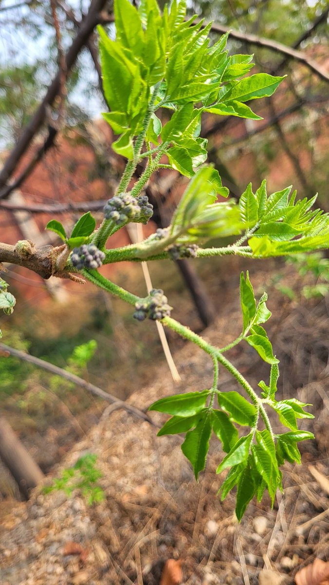 Simbarashe Mudavanhu tweet media