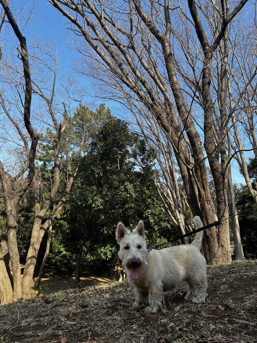 komugiScottish1's tweet photo. 暖かくなると日陰しか歩かなくなるワンコ。
梅が綺麗でした。
#スコティッシュテリア
#根岸森林公園
#犬好きさんと繋がりたい
#犬がいると毎日楽しい https://t.co/Uk57efRTEZ
