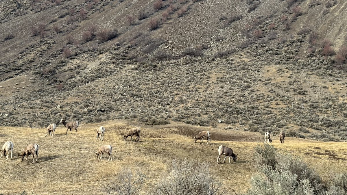 xenomnk's tweet image. sheep.