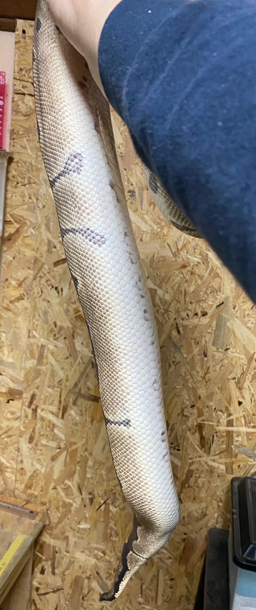 Free_reptile's tweet image. わかりにくいですが排卵きたみたいです🥚🐍