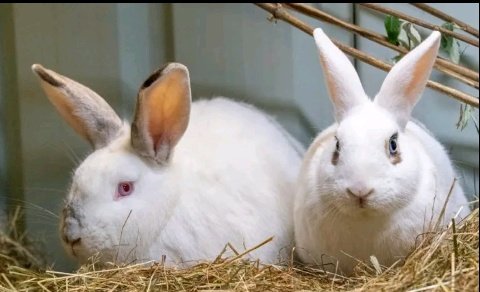 LeandreBaka2's tweet photo. The 3 Golden Rules of Rabbit Farming.
Want a thriving rabbit farm? Follow these:
✔ Right feed = Strong growth
✔ Good housing = Healthy rabbits
✔ Smart breeding = High production
Master these & watch your farm grow.
#RabbitFarmers #SuccessTips #AgriHopperGrowth https://t.co/J77ZlGyy1M