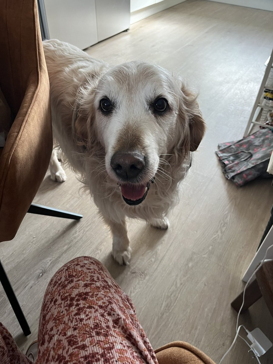 Komende maand droog weer! Ik heb een hond dan! 1 april gaat ie weer naar zijn baasje terug.