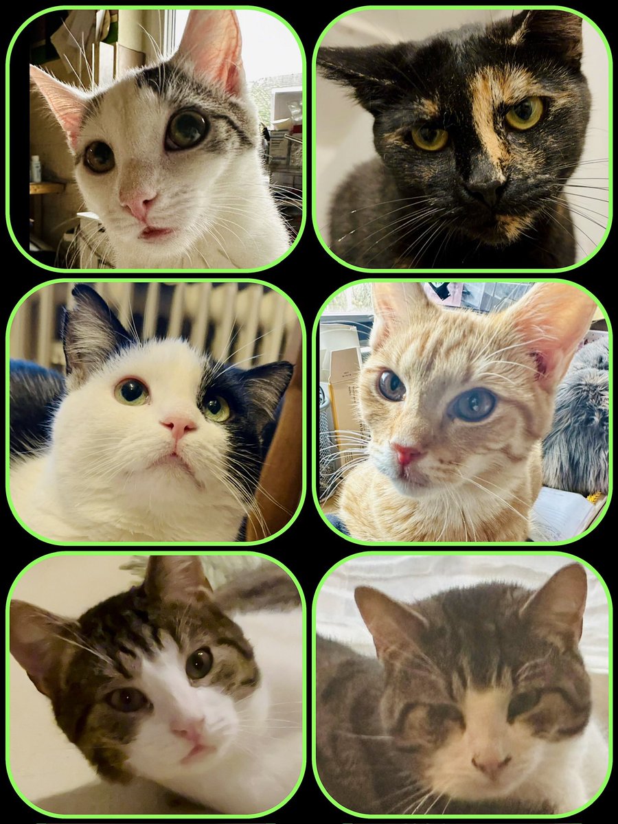 Laufmädel (@laufmaedel) on Twitter photo Wisst ihr, was heute ist?
Heute, am 2. 3. ist der „Adoptiere eine Katze Tag“.
Bei <a href="/TinkerBell_just/">Just Tinker Bell</a> suchen unter Anderem noch diese Schützlinge ihr Zuhause für immer.
Wenn ihr ein neues Familienmitglied sucht, meldet euch!
#nordstadtkatzen
Gerne RT für mehr Reichweite! 💚 Wisst ihr, was heute ist?
Heute, am 2. 3. ist der „Adoptiere eine Katze Tag“.
Bei <a href="/TinkerBell_just/">Just Tinker Bell</a> suchen unter Anderem noch diese Schützlinge ihr Zuhause für immer.
Wenn ihr ein neues Familienmitglied sucht, meldet euch!
#nordstadtkatzen
Gerne RT für mehr Reichweite! 💚
