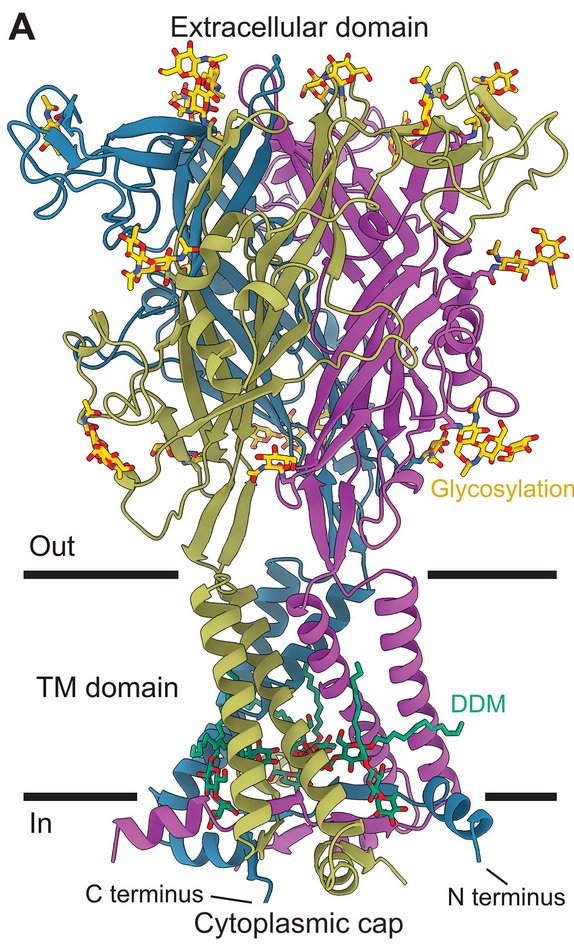 Human P2X4 receptor gating is modulated by a stable cytoplasmic cap and a unique allosteric pocket. @ScienceAdvence. Check this #membrane #protein in the UniTmp database: pdbtm.unitmp.org/entry/9bqh

science.org/doi/10.1126/sc…