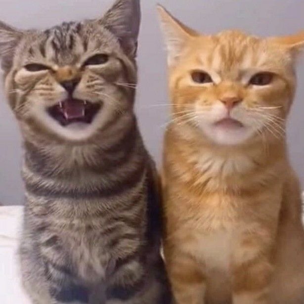 taejun as cats (@nyangztaejun) on Twitter photo 