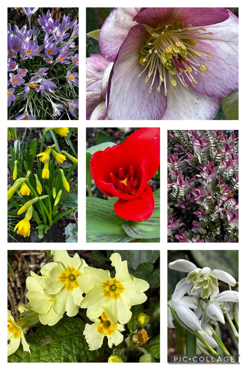 ArthurButcher44's tweet image. My choice for today’s #SevenOnSunday flowers and foliage from my garden, #MeteorologicalSpring happy Sunday 🌤️