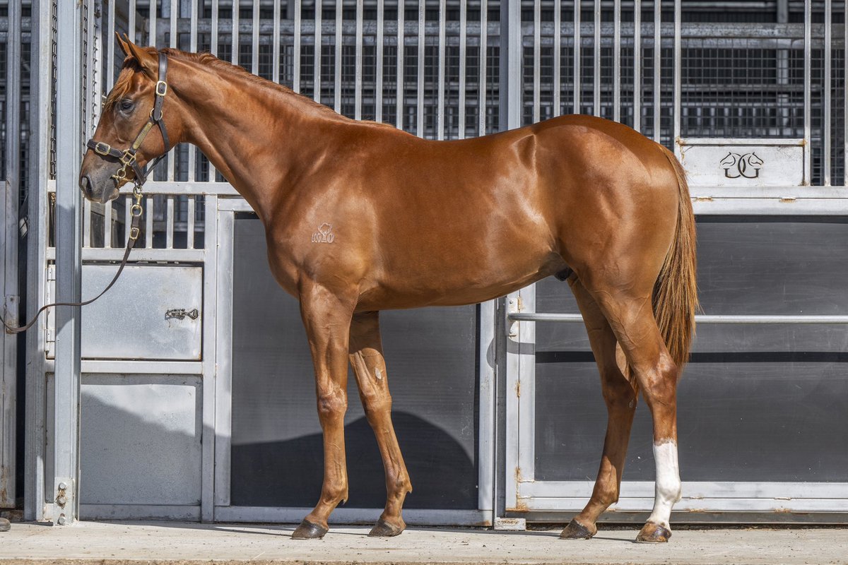 FastTrackPhotog's tweet image. Big congrats to my dearest friend Mandy Gunn from Motree on her amazing result today as her Harry Angel x Arkiboum Colt sells for $300k at Inglis Premier. What a result and so well deserved. Well done to Abbey as well