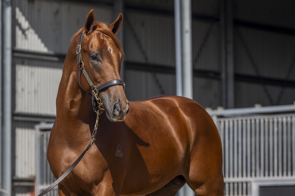 FastTrackPhotog's tweet image. Big congrats to my dearest friend Mandy Gunn from Motree on her amazing result today as her Harry Angel x Arkiboum Colt sells for $300k at Inglis Premier. What a result and so well deserved. Well done to Abbey as well