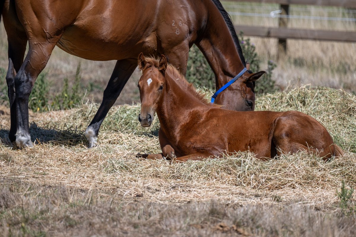 FastTrackPhotog's tweet image. Big congrats to my dearest friend Mandy Gunn from Motree on her amazing result today as her Harry Angel x Arkiboum Colt sells for $300k at Inglis Premier. What a result and so well deserved. Well done to Abbey as well