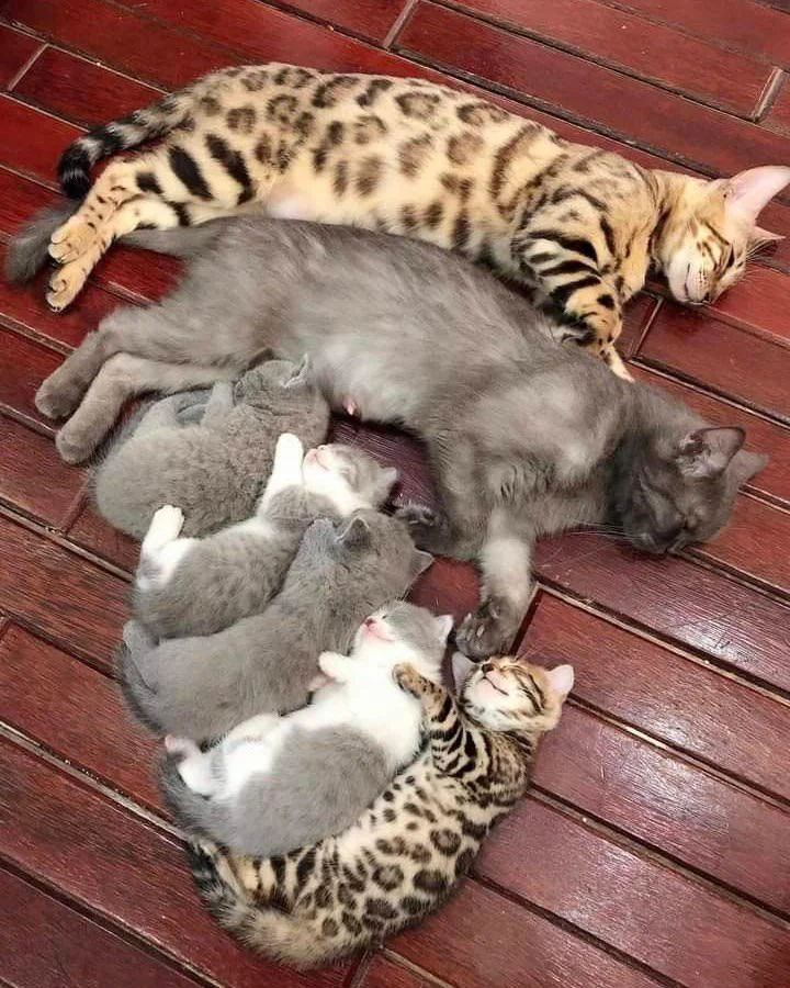 Happy family .