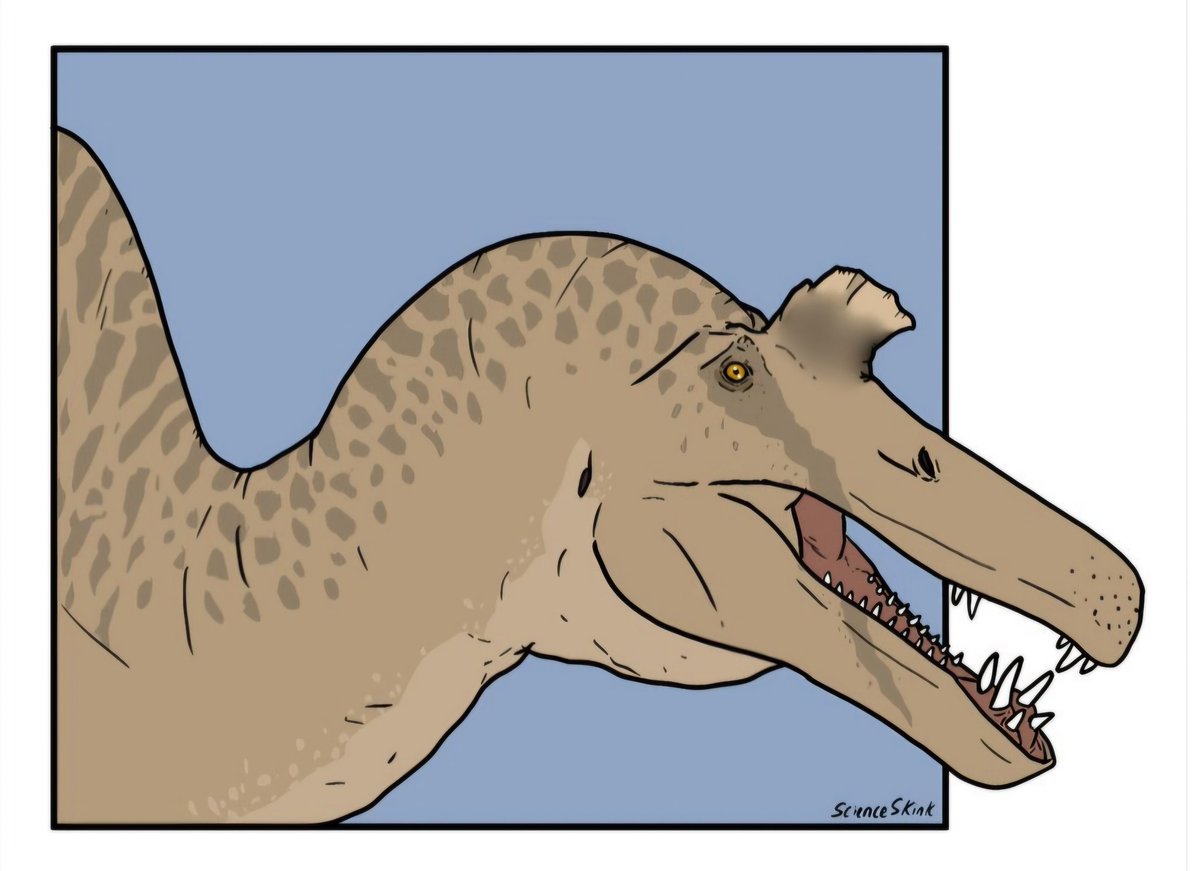 TetZoo's tweet image. Today's #ArtBoost is for Ireland-based Michael English,  aka @ScienceSkink, who produces phenomenal images of a range of #animals living and extinct. I love his #birds, #Spinosaurus, #snakes, #pterosaurs! He's on redbubble at  redbubble.com/people/archosa…