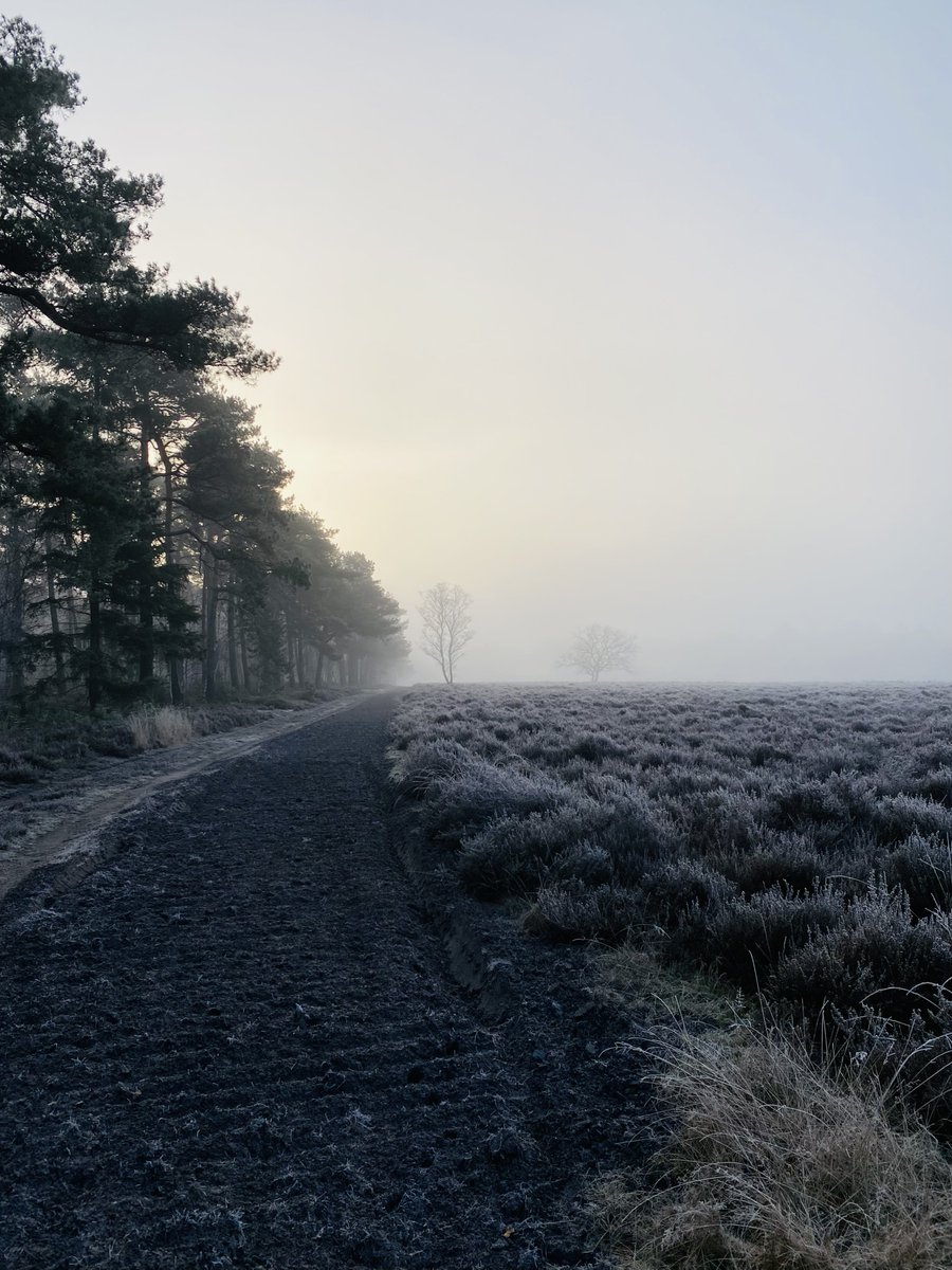 Wat een fantastisch wandelweer vanochtend, #Kaiserwetter op de #Veluwe… 🦌 heerlijk