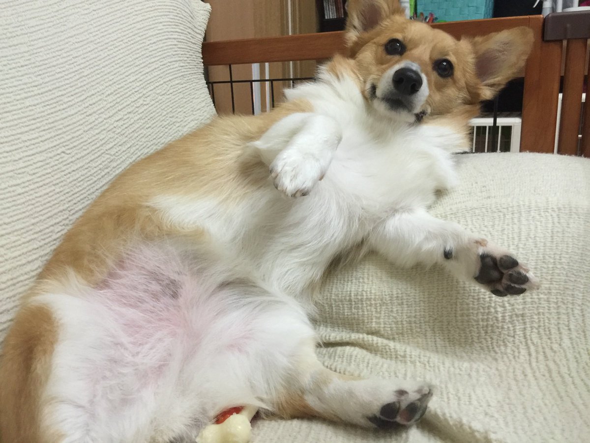 かわゆい😍
あっという間の１週間だった
お空でガゥガゥしてるのかなぁ😅