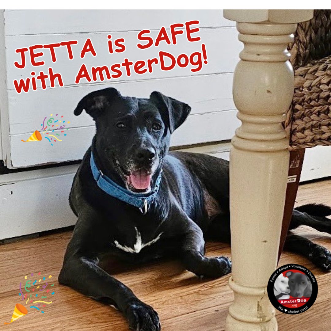 🎉 JETTA is SAFE with AMSTERDOG! Thank you so much to her new family for allowing us to rescue her! Poor senior Jetta was abandoned &amp; awaiting euthanasia - but within an hour of being approved her awesome new family whisked her away ❤️ 

#amsterdog #amsterdogrescue